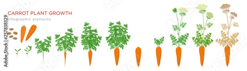 Carrot plant growth stages infographic elements. Growing process of carrot from seeds, sprout to mature taproot, life cycle of biennial plant isolated on white background vector flat illustration.