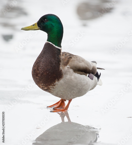 green head duck standing on ice