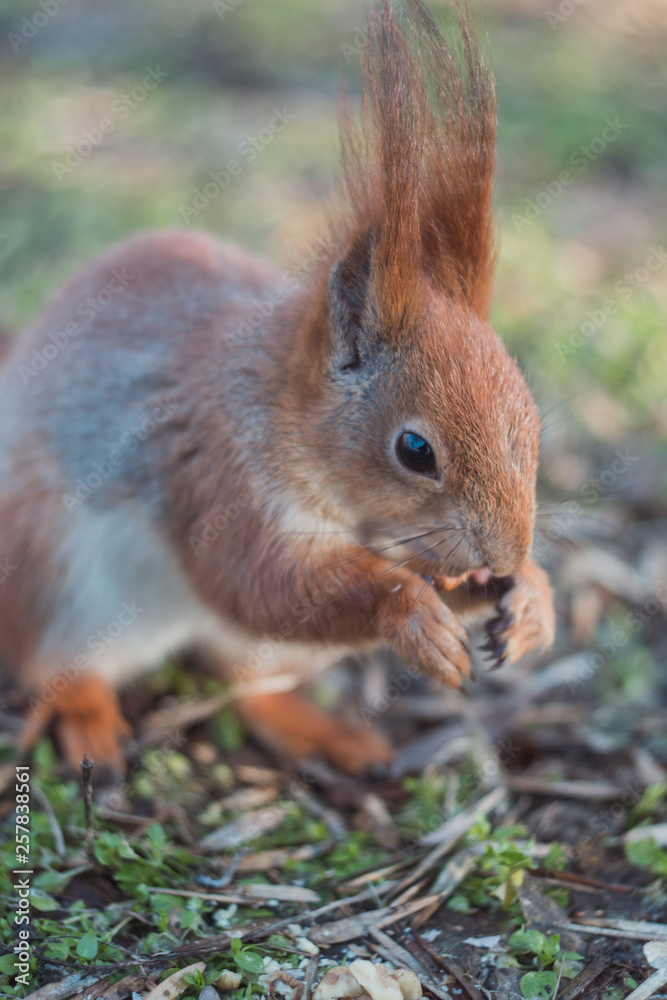 Cute little squirrel eats. Squirrel takes the nuts. Cute little squirrel eats. Squirrel takes the nuts.