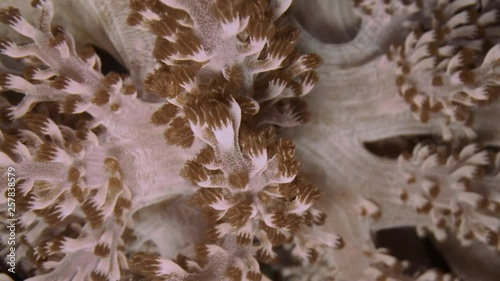 Closeup of polyps soft coral (Capnella sp). Macro 2:1, underwater shot photo