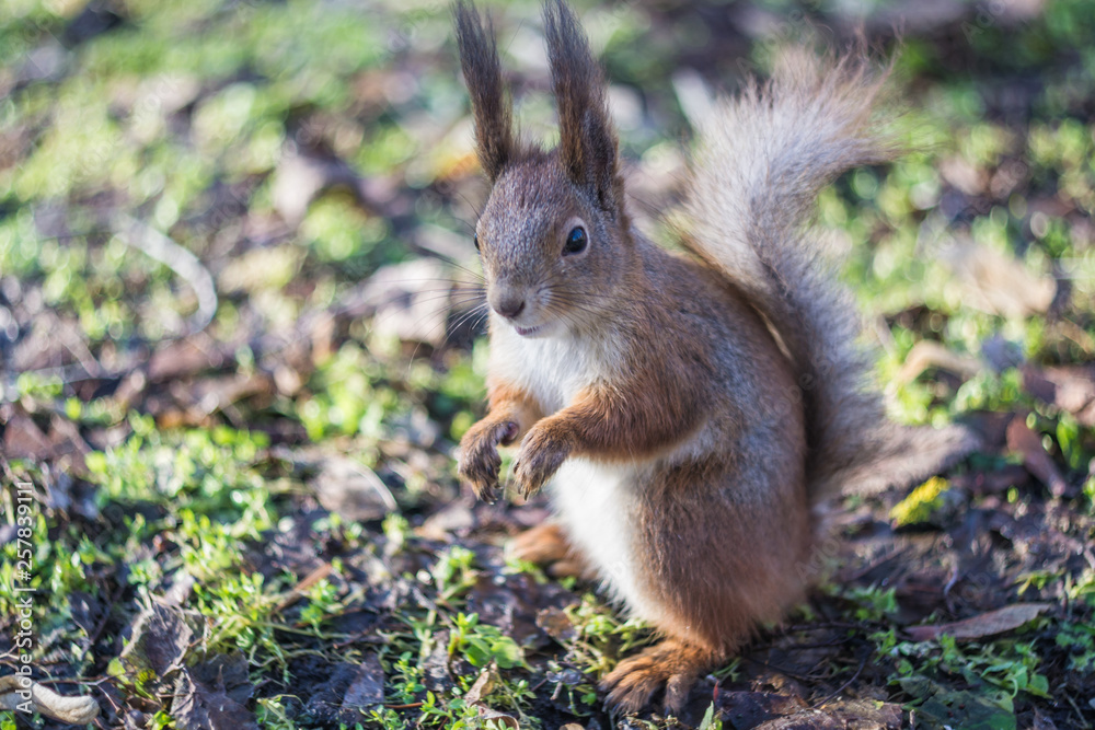 Close-up portrait young squirrel eats nut in the park. Close-up portrait young squirrel eats nut in the park.