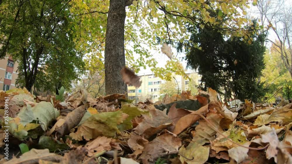 760 Real Autumn Colors And Falling Leaves Covering Camera Fast - No Filter 760 Real Autumn Colors And Falling Leaves Covering Camera Fast - No Filter