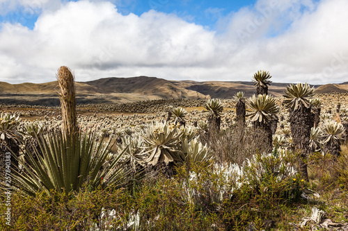 Andean landscape, frailejón moors in Tulcan, province of Carchi photo