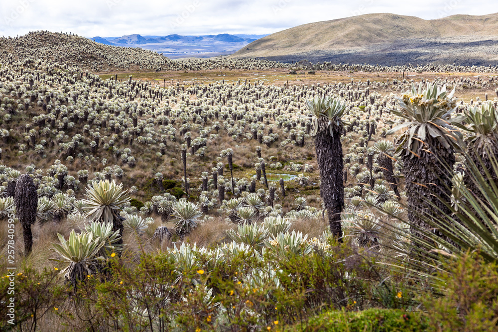 Andean landscape, frailejón moors in Tulcan, province of Carchi