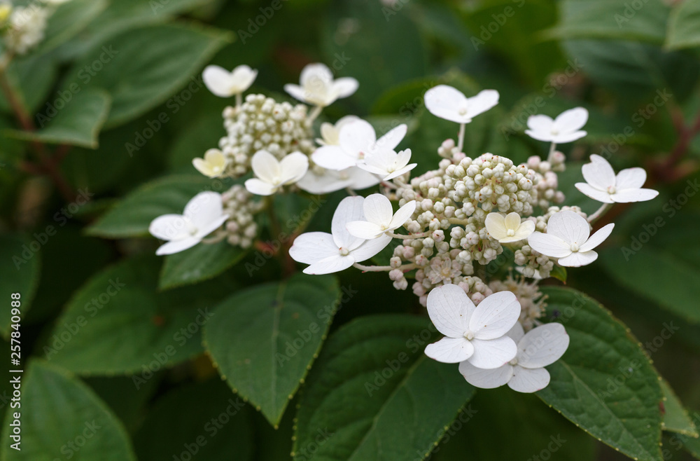 Panicled Hydrangea Hydrangea paniculata in garden, Latvia Panicled Hydrangea Hydrangea paniculata in garden, Latvia