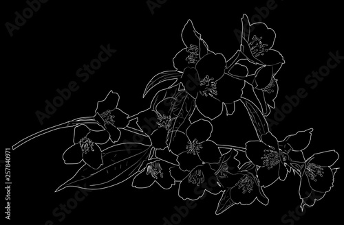 white jasmine blossoming lush branch outline