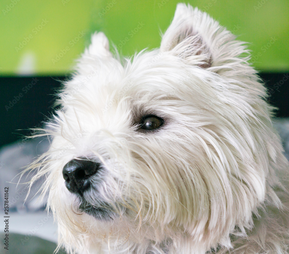 Portrait of a white dog, a West Highland White Terrier Portrait of a white dog, a West Highland White Terrier
