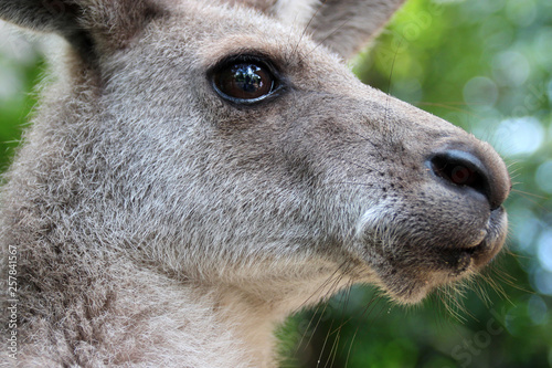Obraz na płótnie Kangaroo