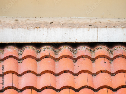 pigeon poop