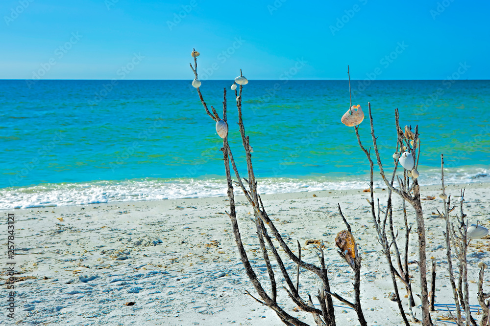 Seashell tree at Tigertail beach