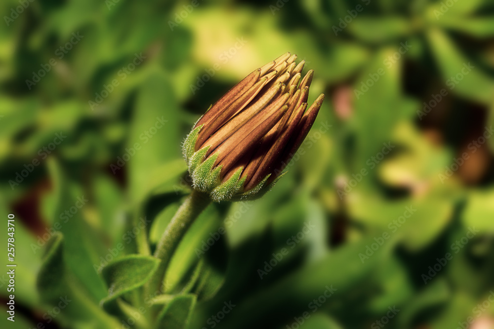Flower Closed Flower Closed