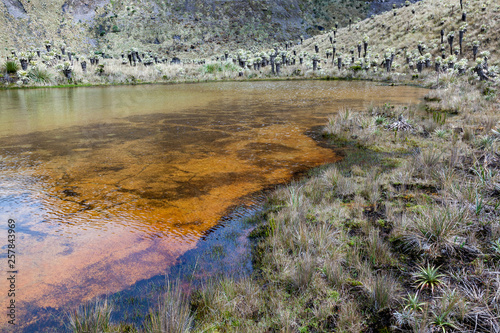 Green lagoons at the foot of the Chiles volcano, Andean páramo with frailejones in Tulcan, Carchi province photo