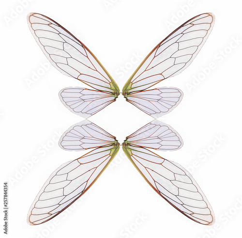 cicada wings isolated on a white