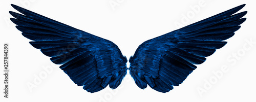 blue wings isolated on a white