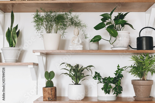 Stylish wooden shelves with green plants and black watering can. Modern hipster room decor. Cactus, asparagus , dracaena, epipremnum pothos, ivy, palm, sansevieria in pots on shelf.
