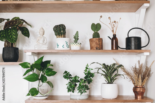 Stylish green plants, black watering can, wildflowers and budha statue on wooden shelves. Modern hipster room decor. Cactus, epipremnum, calathea,dracaena,ivy in pots on shelf