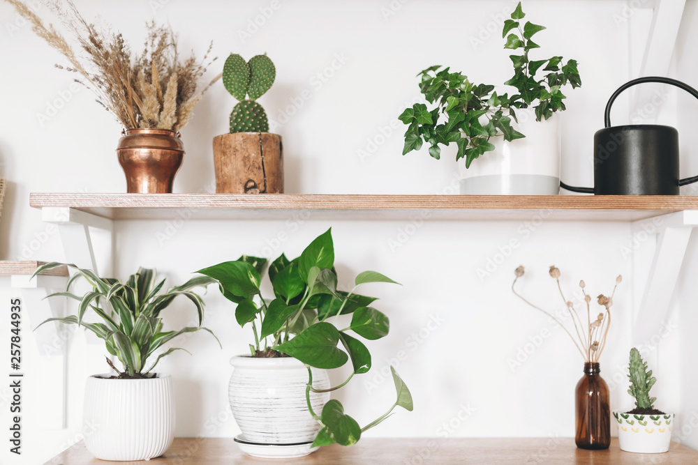 Stylish wooden shelves with green plants, black watering can, boho wildflowers. Modern hipster room decor. Cactus, epipremnum pothos, dracaena, ivy flower pots on shelf