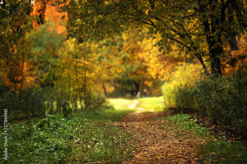 beautiful quiet autumn forest calm and deserted © Ekaterina