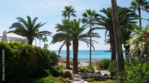 Palm tree in the sun