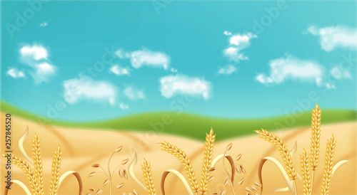 Oat fields Vector realistic background. Summer season growing oats grain