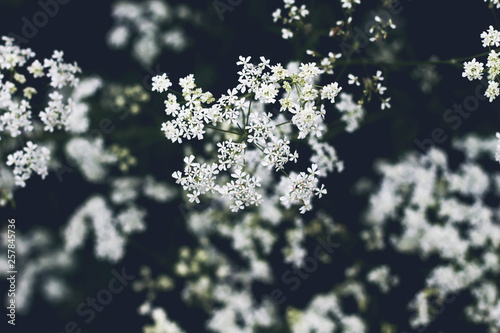 Cicuta white flowers photo