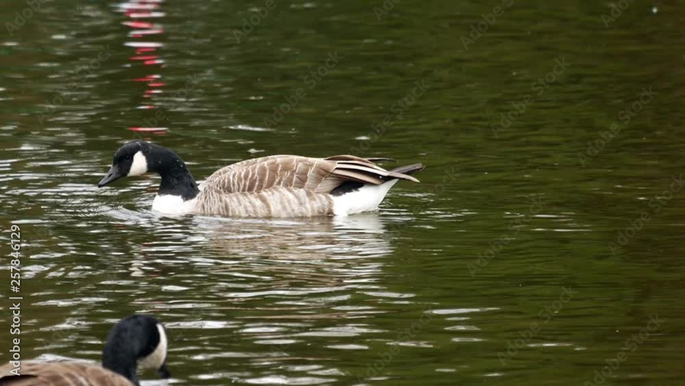 Canada Geese swimm in greenish city pond. City reflects in water waves Canada Geese swimm in greenish city pond. City reflects in water waves