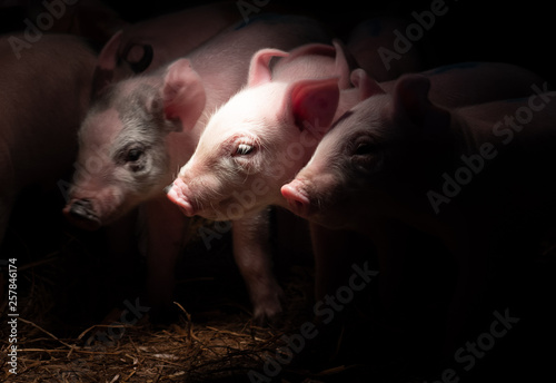 Obraz na plátně Newborn baby pigs in the straw nest