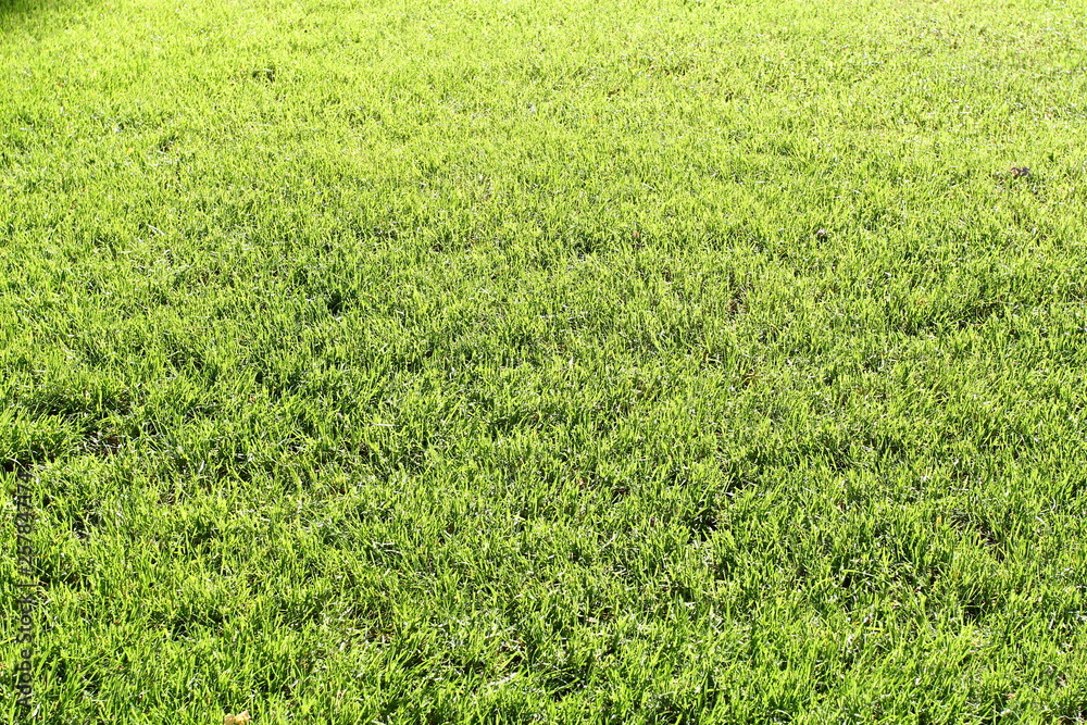Obraz premium Green Grass