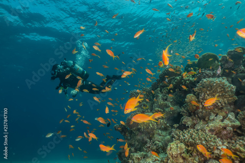 Fototapeta Naklejka Na Ścianę i Meble -  Fish swim in the Red Sea, colorful fish, Eilat Israel