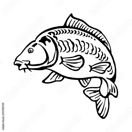 carp fish bald without scales black and white clipart photo