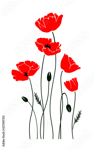 Red poppies isolated on white background