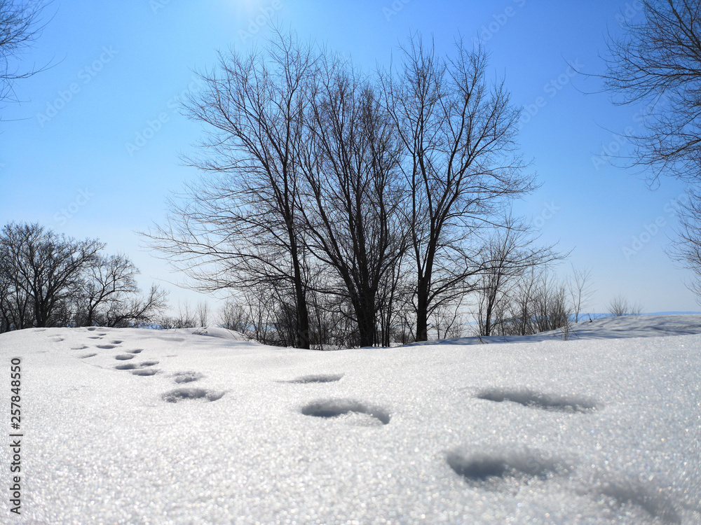 Obraz premium Winter Russian forest landscape with trees in early spring, melting snow