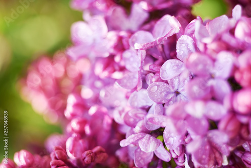 Lush lilac bloom in the spring sunny garden. Close-up.