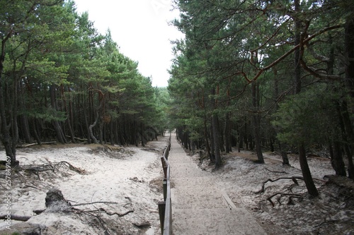 Obraz na płótnie Słowiński Park Narodowy Wykrzywiony Las w salonie