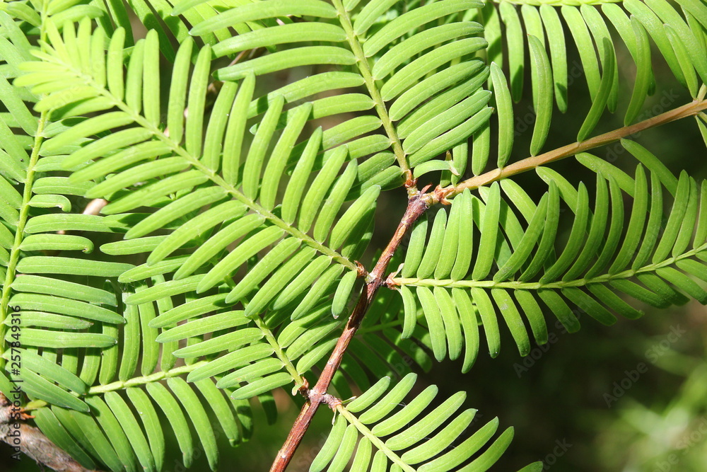 Fototapeta premium Green leaves
