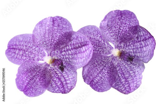 Purple Vanda Orchid isolated on white background