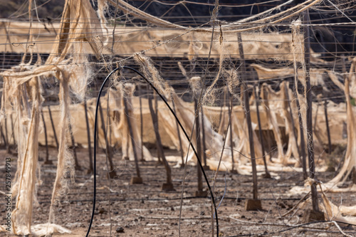 Torn nets in abandoned banana plantation in Tenerife  Canary Islands  Spain.