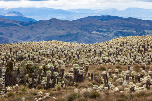 Andean landscape, frailejón moors in Tulcan, province of Carchi photo