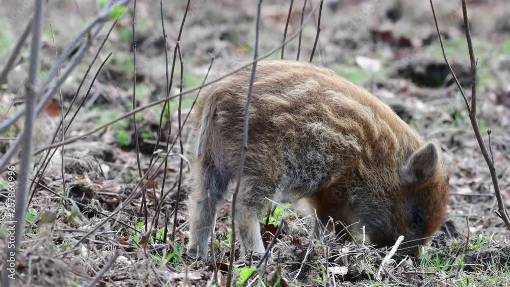 Wild boar piglets search feed on the forest floor, spring (sus scrofa), germany Wild boar piglets search feed on the forest floor, spring (sus scrofa), germany