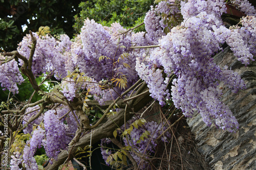 Wisterias in a garden in Angers (France) photo