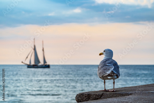 Segelschiff und Möwe auf der Hanse Sail in Rostock photo