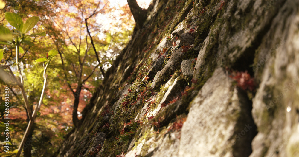 石垣・紅葉 石垣・紅葉