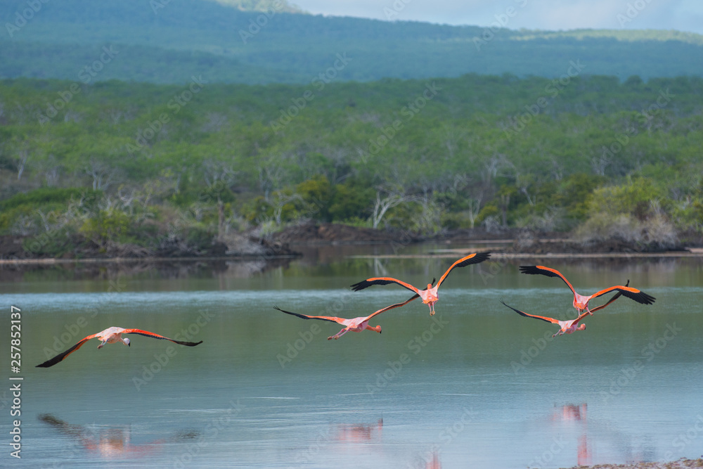 Flamingos flying over lagoon Espanola Island Galapagos Ecuador