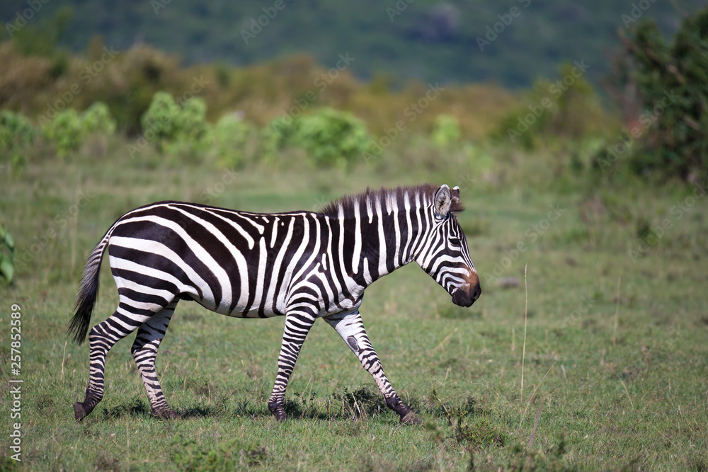 Zebras run and graze in the savannah Zebras run and graze in the savannah