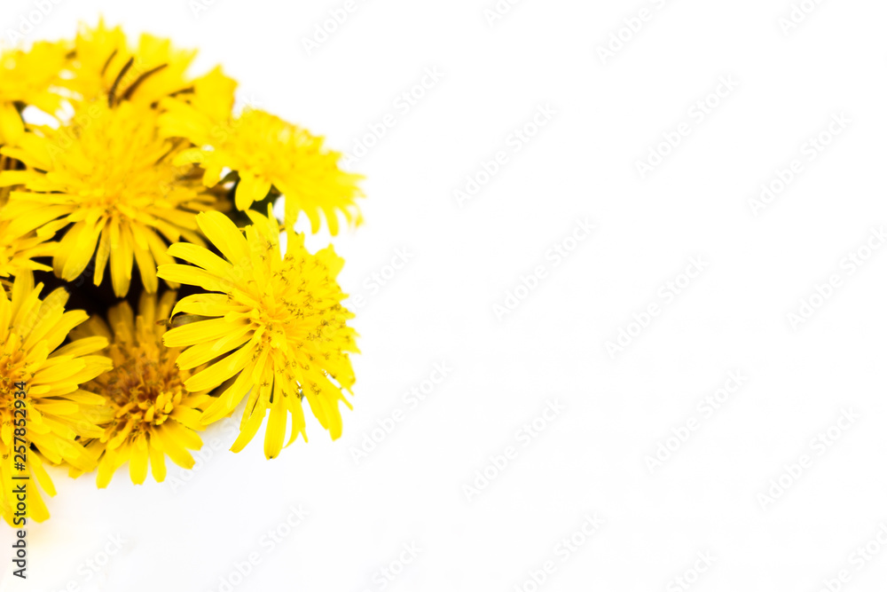 yellow wildflower against white background