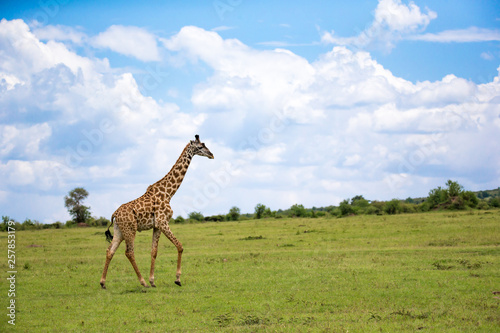 Photography Giraffes run through the grass landscape in Kenya