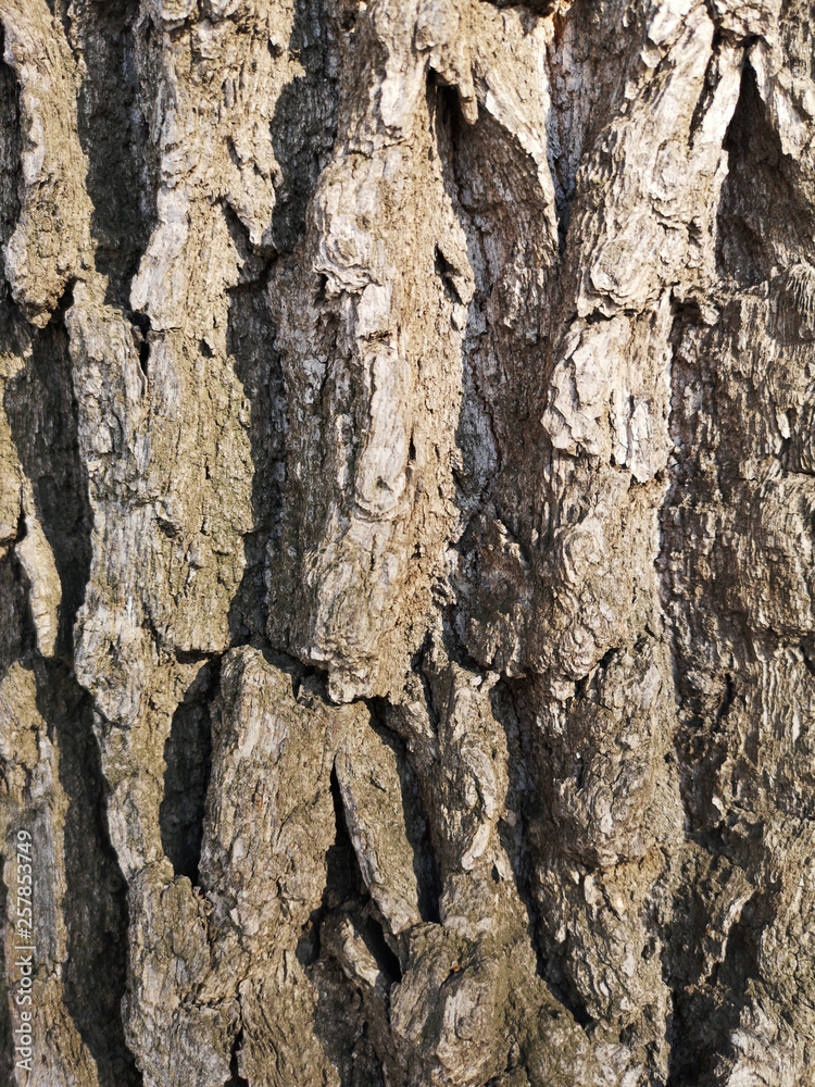 Texture of old tree bark closeup in Russia in daylight