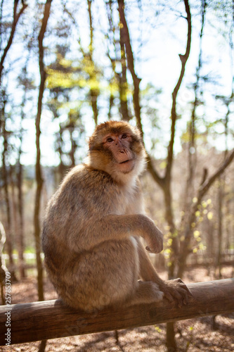 Affe sitzt auf einem Balken im Freien © Simon Graphics