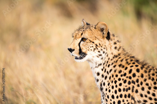 Close up of a cheetah between the grass