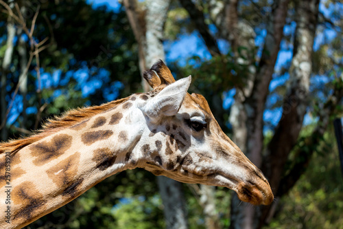 A close-up of a giraffe's head